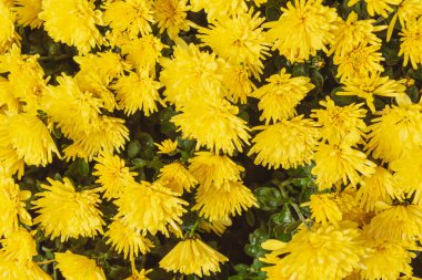 Bahçedeki sarı kasımpatı