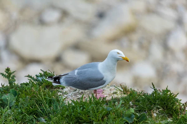 Goéland Argenté Larus Argentatus Sur Les Rochers — Photo