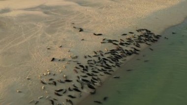 Fransa 'nın Opal Sahili' ndeki bir kumsalda foklar.