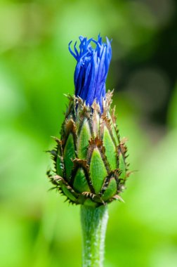 Cyanus Montanus Tepesi Centaure Des Montagnes çiçekleri