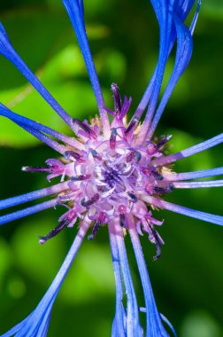 Cyanus Montanus Tepesi Centaure Des Montagnes çiçekleri