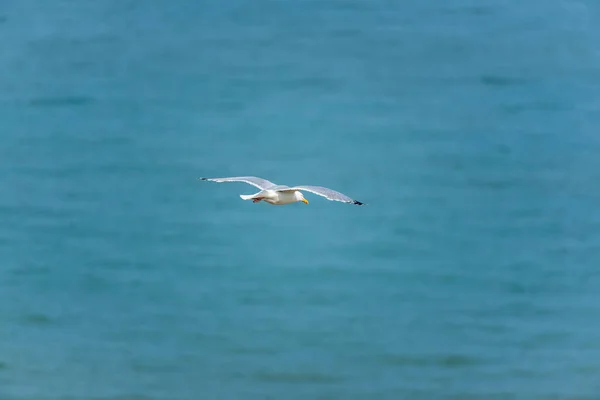 Larus Argentatus Gull Vliegen Lucht — Stockfoto