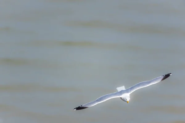 Larus Argentatus Gull Voando Céu — Fotografia de Stock