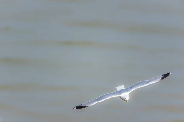 Larus Argentatus Mouette Volant Dans Ciel — Photo