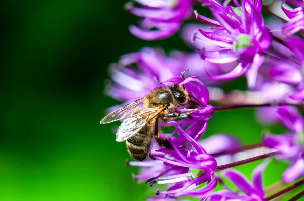 Bee Foraging Flower — Stockfoto