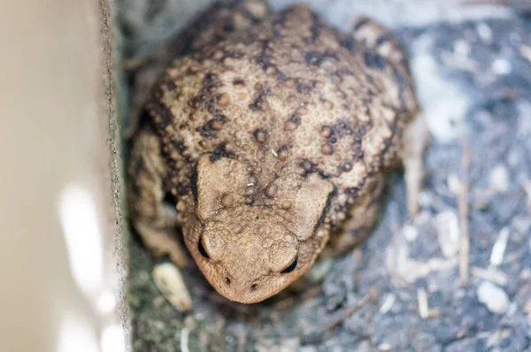 Toad Garden — Stock fotografie