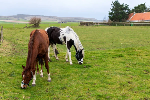 Horses Meadow France — Zdjęcie stockowe