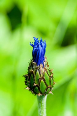Cyanus Montanus Tepesi Centaure Des Montagnes çiçekleri