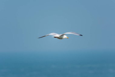 Larus argentatus-Martı gökyüzünde uçan