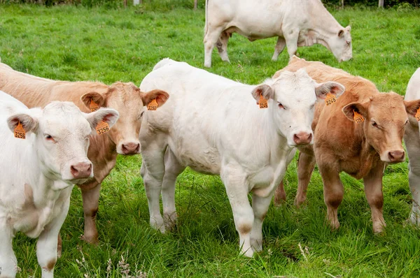 Krowy Polu Rzędach — Zdjęcie stockowe