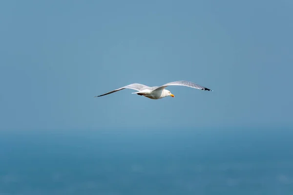 Larus Argentatus Gull Vliegen Lucht — Stockfoto