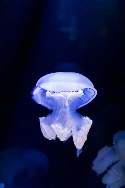 Kwallen Een Aquarium — Stockfoto