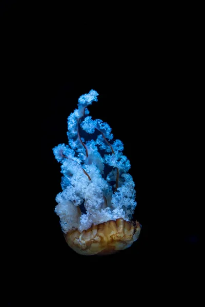 Akvaryumdaki Denizanası — Stok fotoğraf