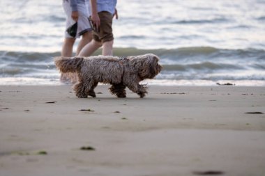 Kumsalda yürüyen köpek