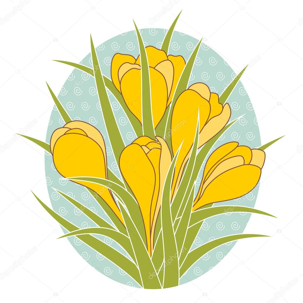 Vector illustration of crocus flower