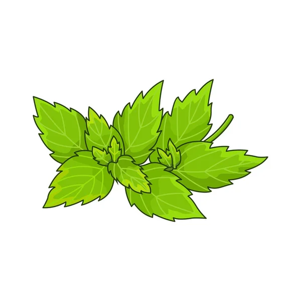 Vector de especias de menta ilustración botánica coloreada realista — Vector de stock