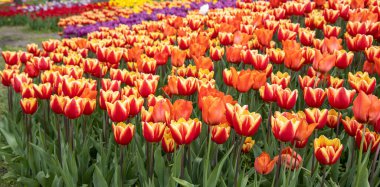 Bir sürü sarı kırmızı lale. Bahar çiçekleri, çiçek açan bahçeler..