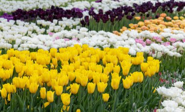 Renkli laleler tarlası. Bahçede bahar çiçekleri.