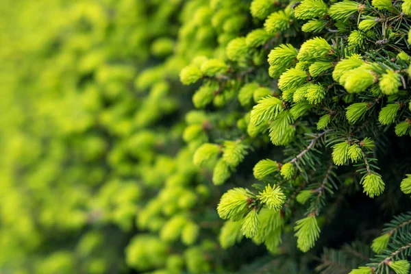 Immagine Orizzontale Germogli Primavera Giovani Verdi Foglie Ramo Contesto Inserire — Foto Stock