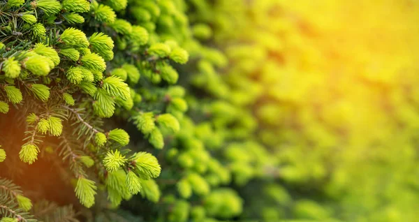 用新鲜草本植物嫩芽包裹绿枝 春季内容的文字横幅 — 图库照片