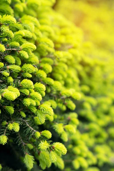 Imagen Vertical Brotes Jóvenes Hojas Verdes Primavera Fondo Para Insertar —  Fotos de Stock