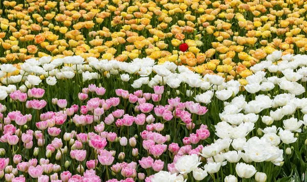 Żółte Białe Różowe Kwiaty Tulipana Tło Obraz Natury Wiosennych Kwiatów — Zdjęcie stockowe