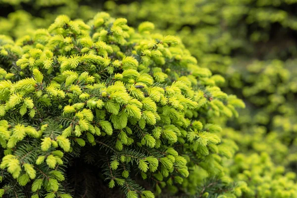 Unge Grønne Greiner Buskene Bakgrunnsbilde Naturen – stockfoto