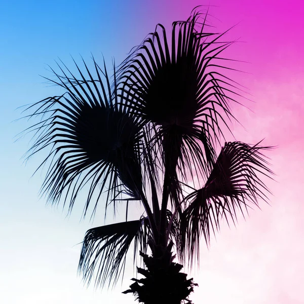 Palmboom Silhouet Neon Blauw Roze Lucht Achtergrond Art Concept — Stockfoto