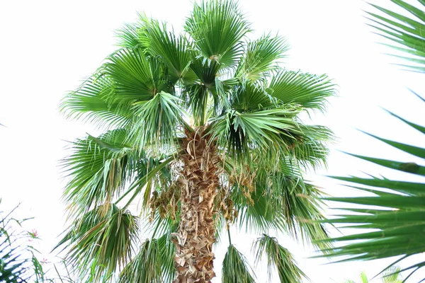Stor Grön Tropisk Palm Träd Isolerad Vit Bakgrund Ljus Himmel — Stockfoto