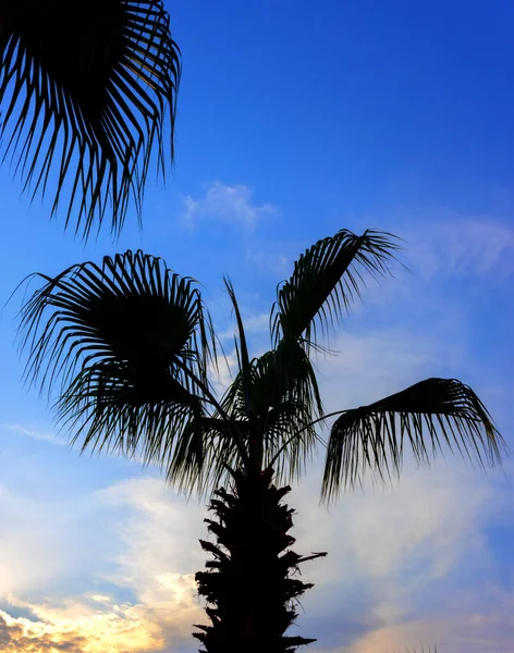 Palmensilhouette Vor Blauem Himmel Und Sonnenuntergang Vertikales Foto — Stockfoto