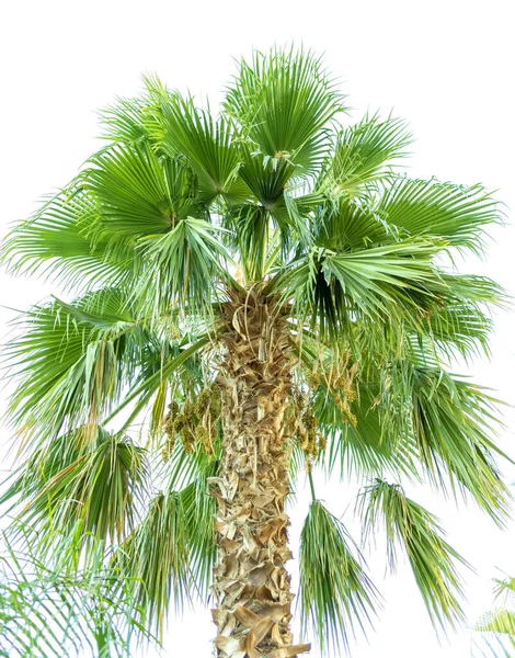 Tropické Zelené Palmy Izolované Bílém — Stock fotografie
