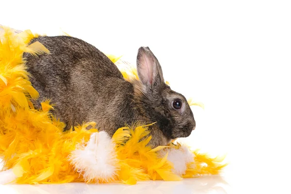 黄色羽毛的兔子 — 图库照片