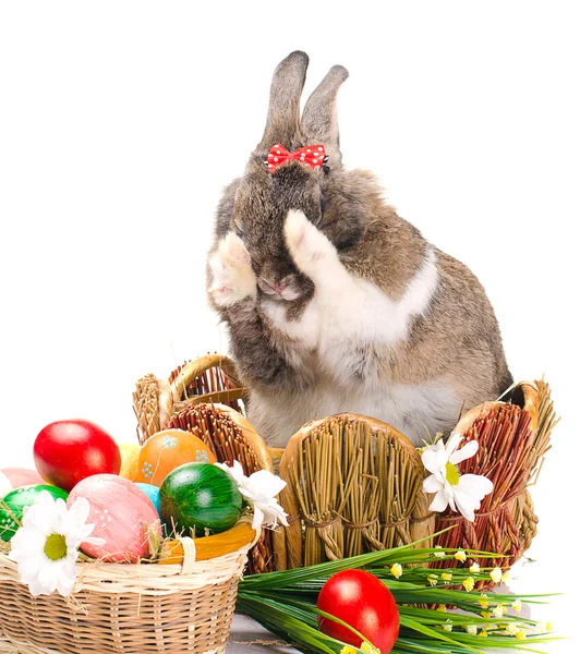 Easter bunny washes — Stock Photo, Image