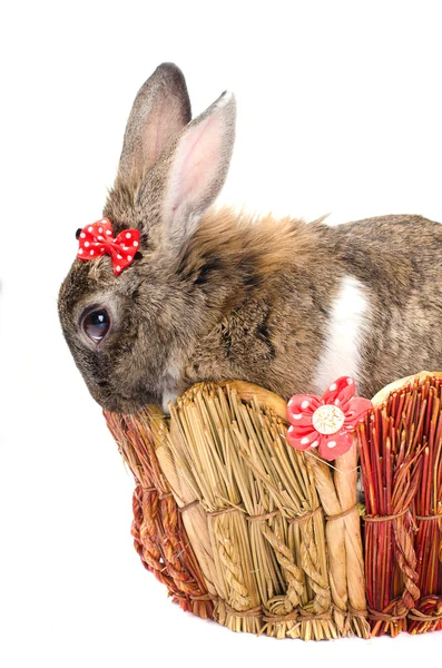 Easter bunny sitting in a baske — Stock Photo, Image