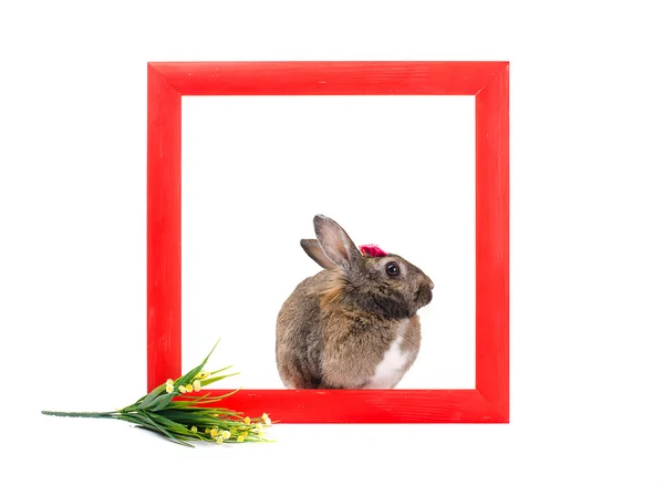 Bunny inside red wooden frame — Stock Photo, Image