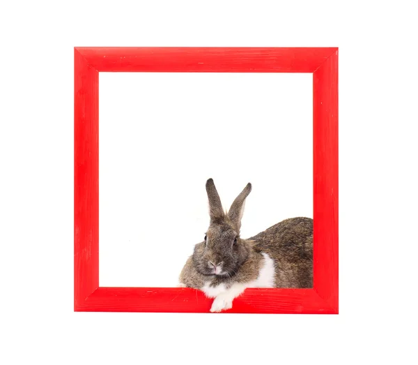 Bunny in rode houten frame — Stockfoto