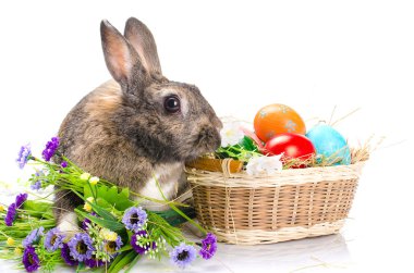 Paskalya tavşanı sepeti oturuyor