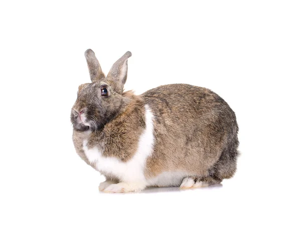 Grey rabbit, isolated on white background — Stock Photo, Image