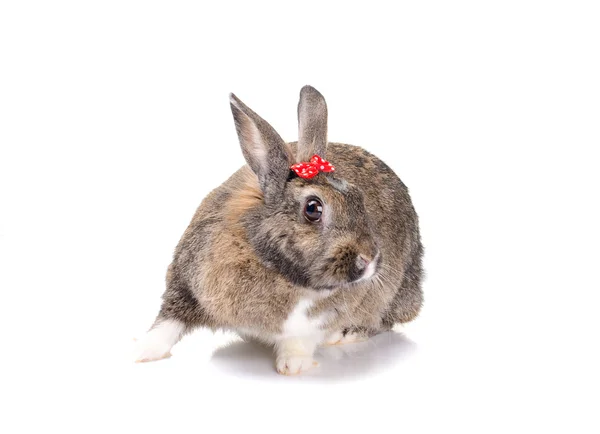 Grå kanin, isolert på hvit bakgrunn – stockfoto