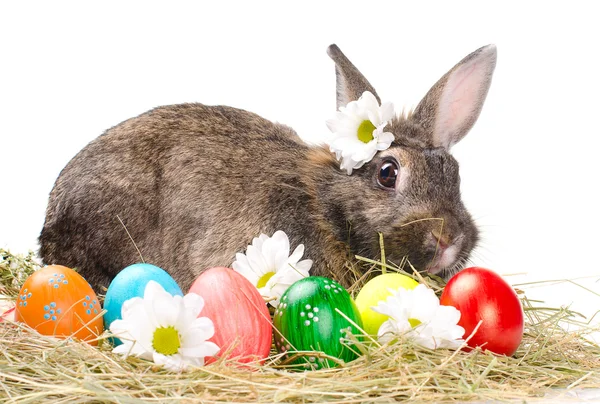 Dikey easter bunny — Stok fotoğraf