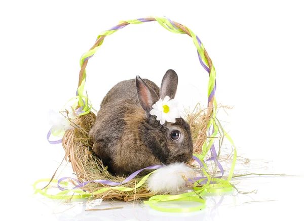 Lapin de Pâques assis dans le panier — Photo