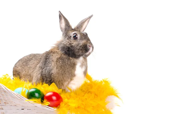Easter bunny sitting in basket — Stock Photo, Image