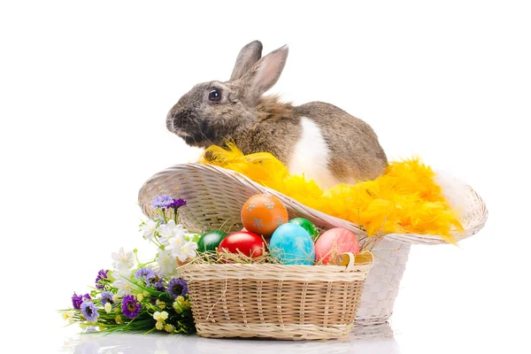 Conejo de Pascua sentado en la cesta — Foto de Stock