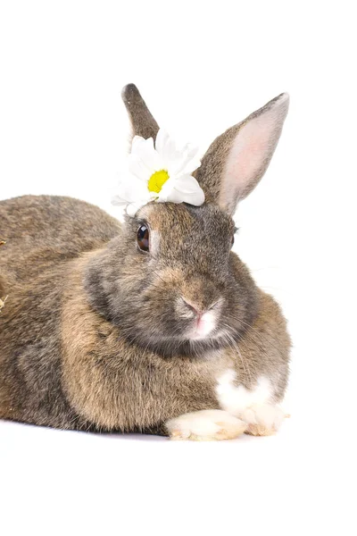 Graues Kaninchen, isoliert auf weißem Hintergrund — Stockfoto