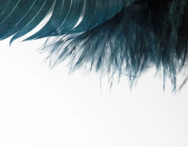 Turkuaz tüylü, beyaz izole bir arka planı olan bir melek.