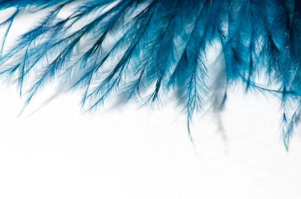 Turkuaz tüylü, beyaz izole bir arka planı olan bir melek.