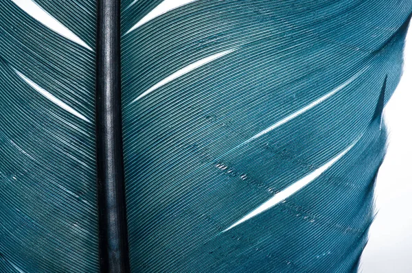 Turkuaz tüylü, beyaz izole bir arka planı olan bir melek.