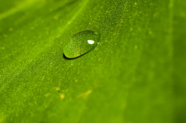 yeşil yaprak bırak