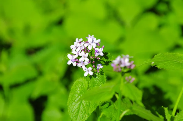 yeşil alana çiçek