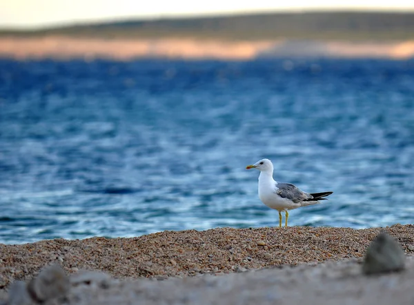Deniz kenarındaki martı.